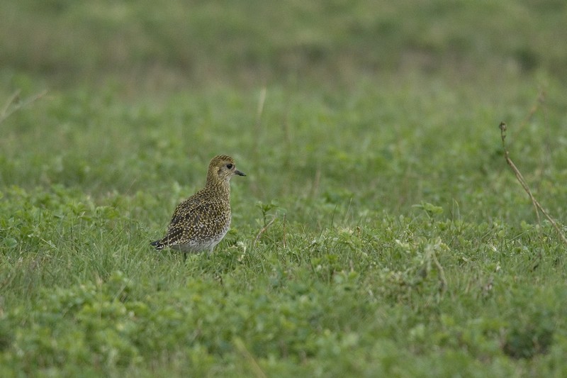 Piviere dorato Pluvialis apricaria